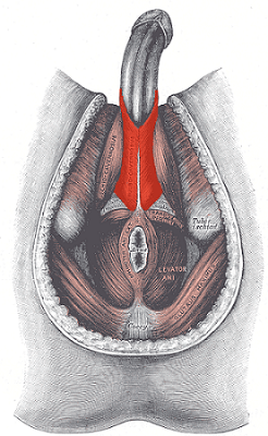 prostate massage