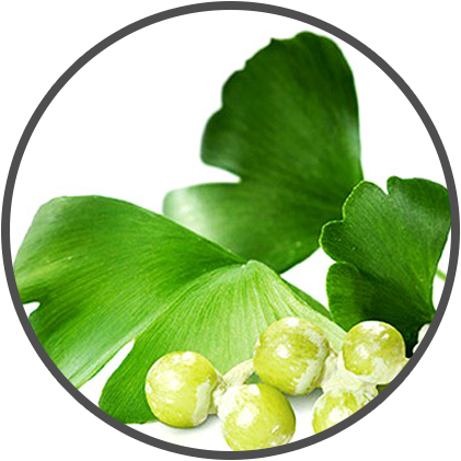 Ginkgo Biloba