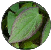 Epimedium Leaf Extract